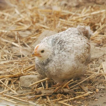 Toric Farmlodge 브라스타드 외부 사진