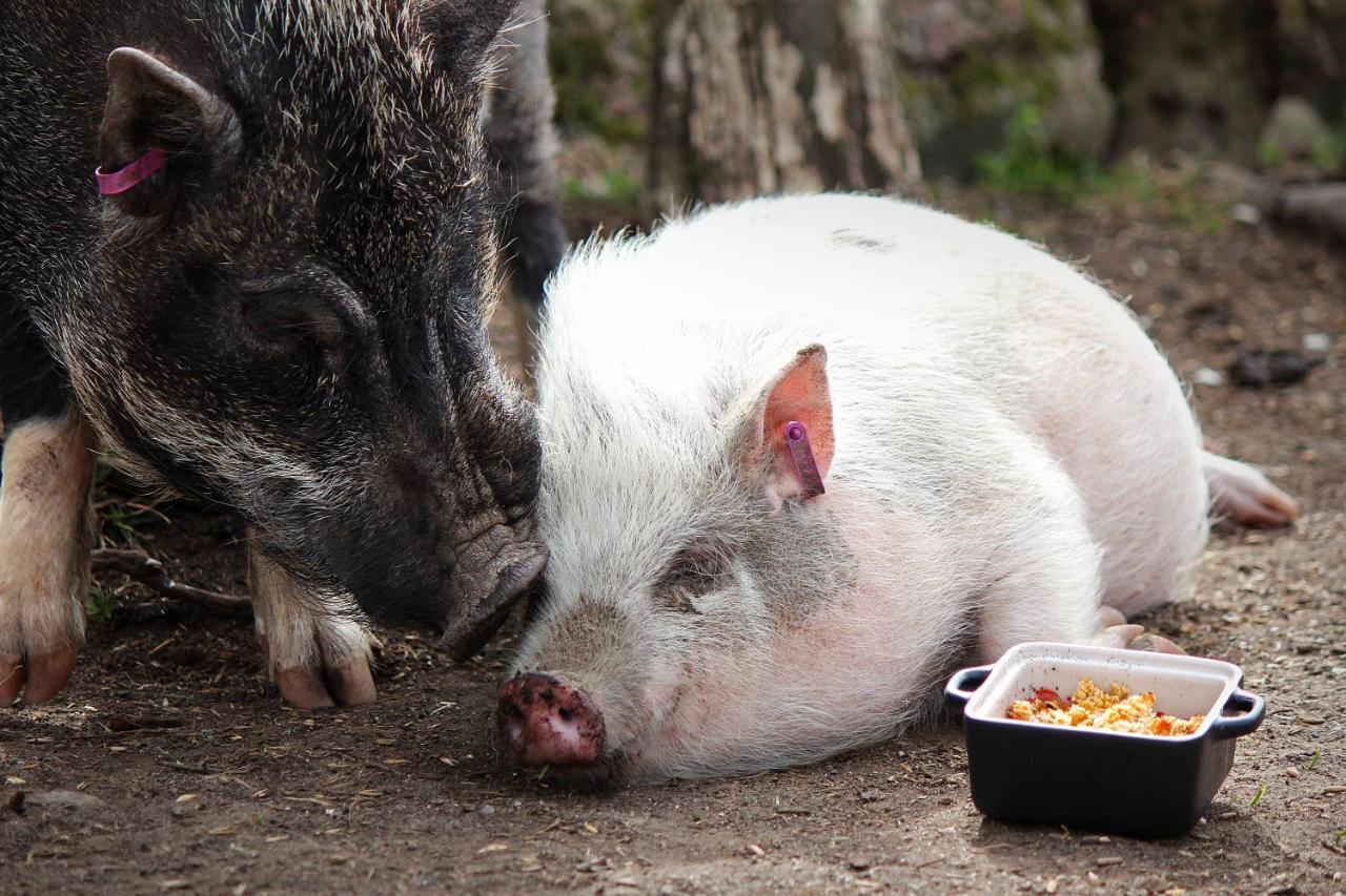 Toric Farmlodge 브라스타드 외부 사진