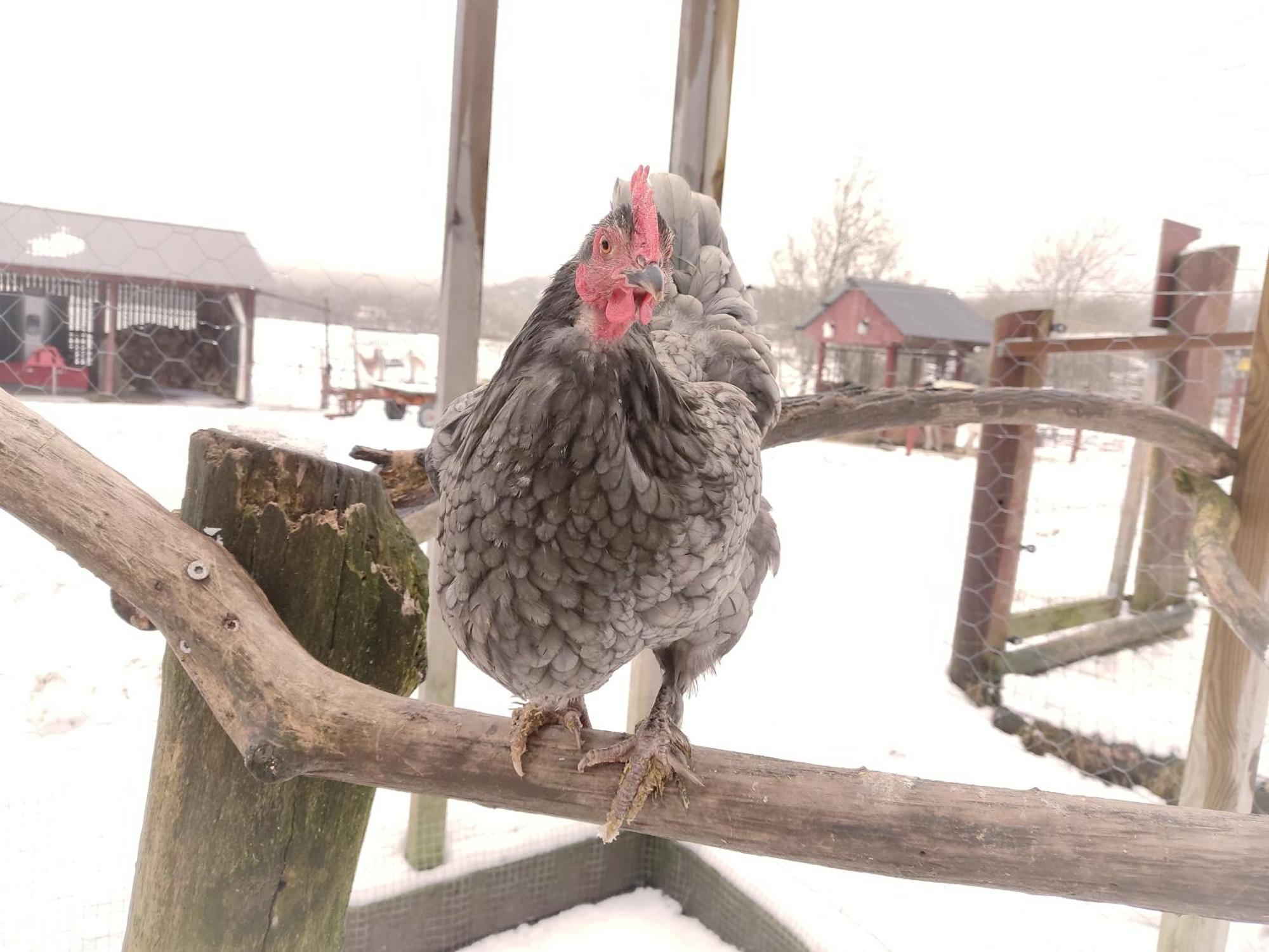 Toric Farmlodge 브라스타드 외부 사진
