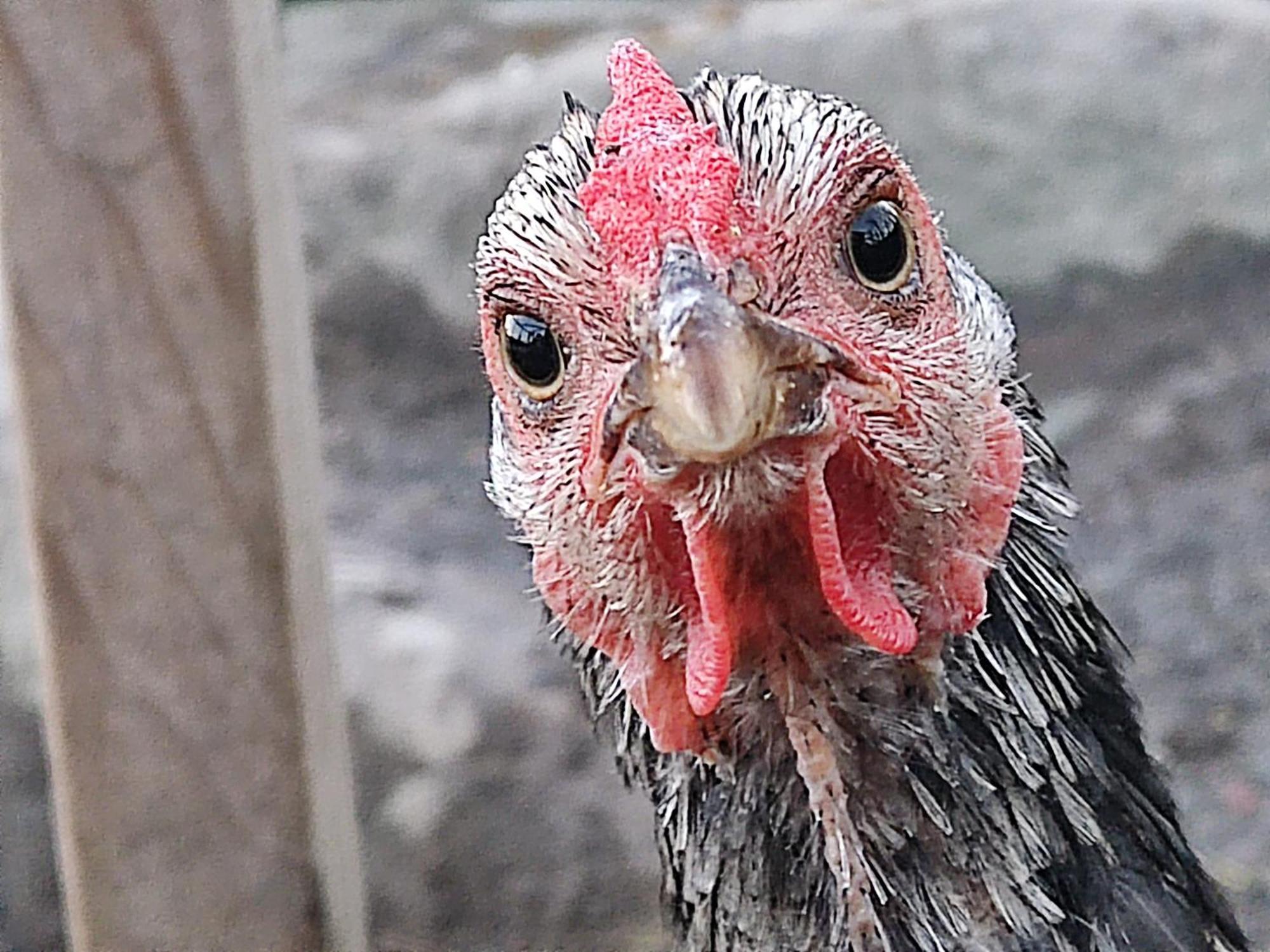 Toric Farmlodge 브라스타드 외부 사진