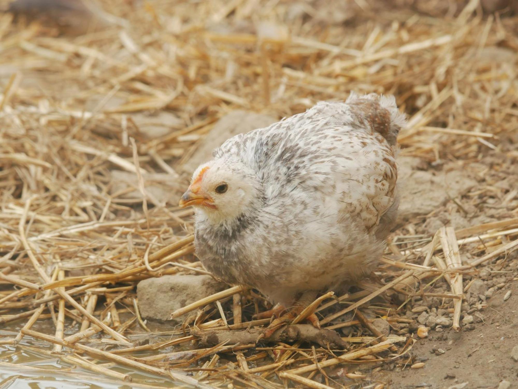 Toric Farmlodge 브라스타드 외부 사진