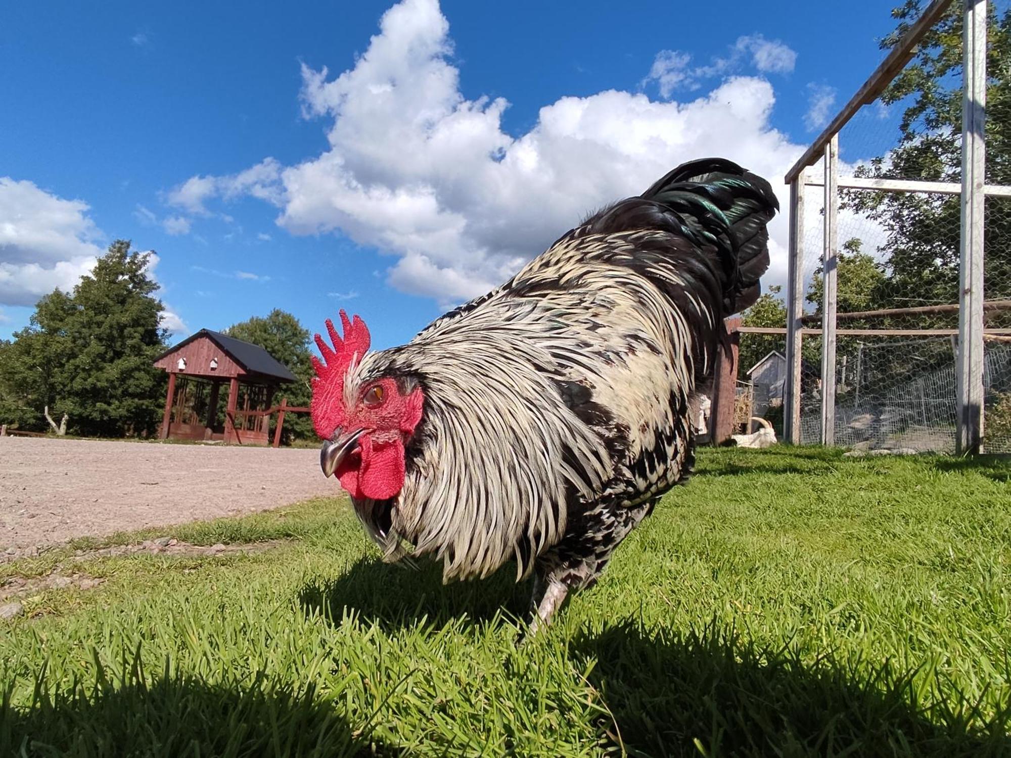 Toric Farmlodge 브라스타드 외부 사진