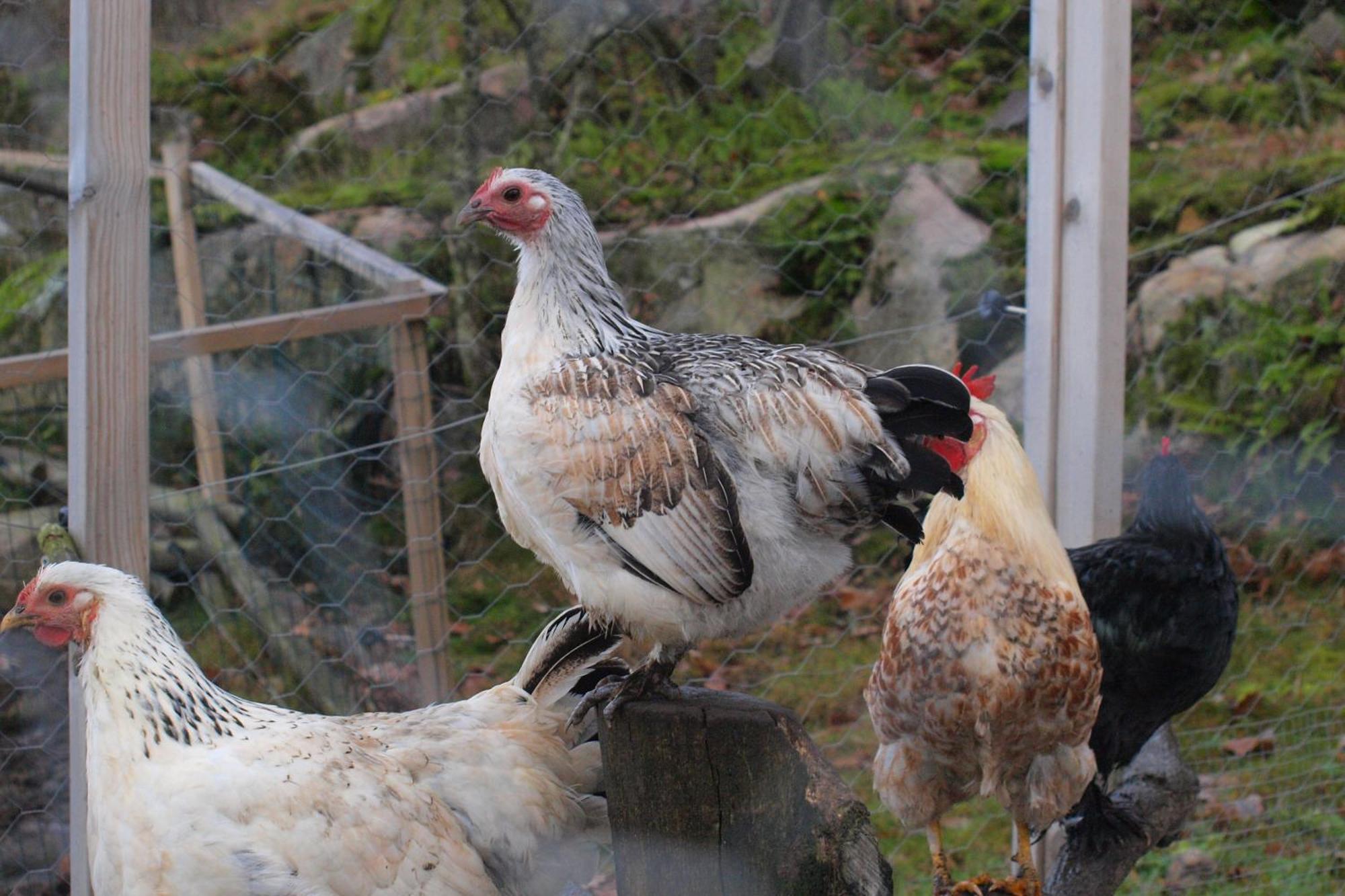 Toric Farmlodge 브라스타드 외부 사진