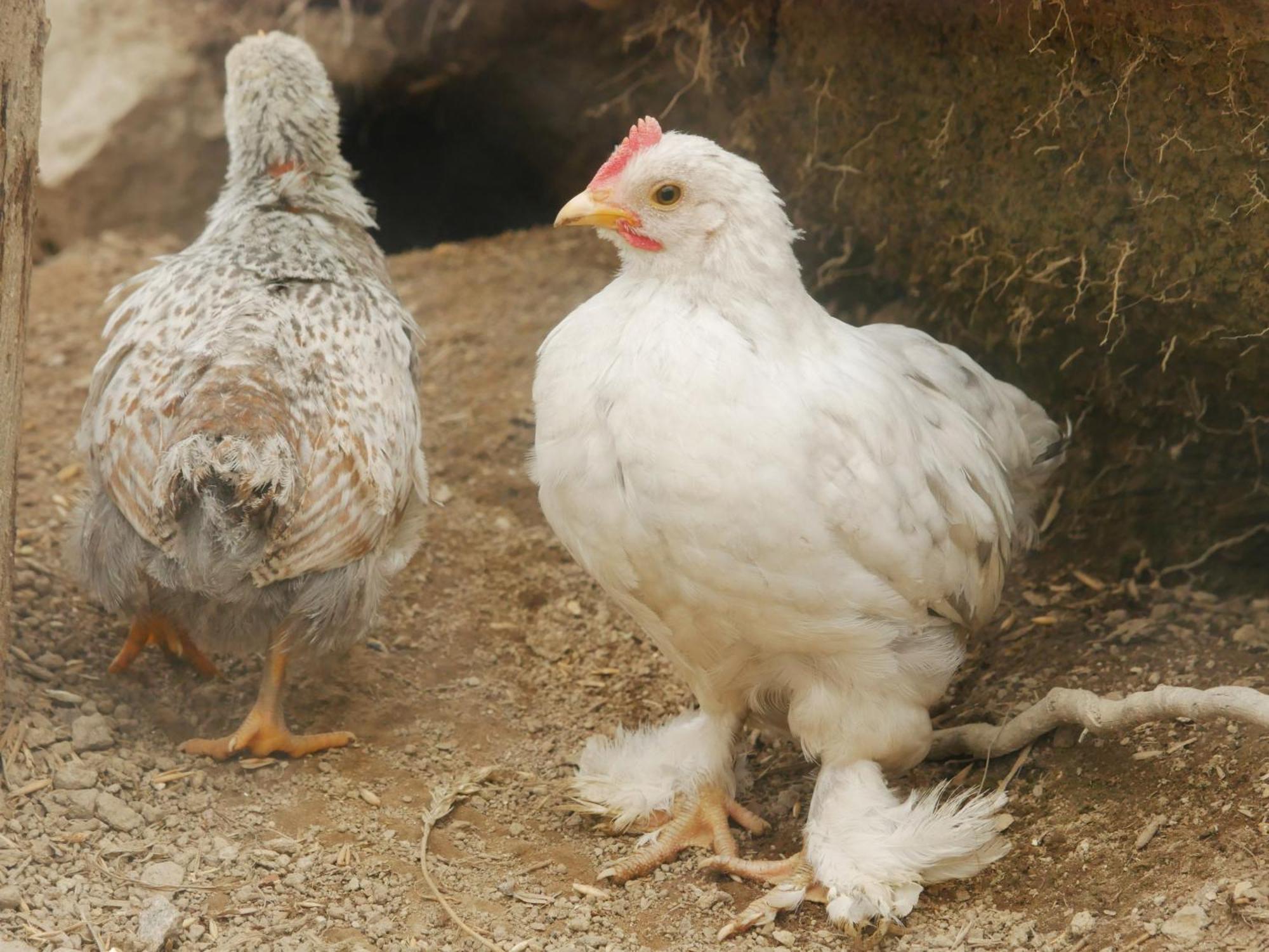 Toric Farmlodge 브라스타드 외부 사진