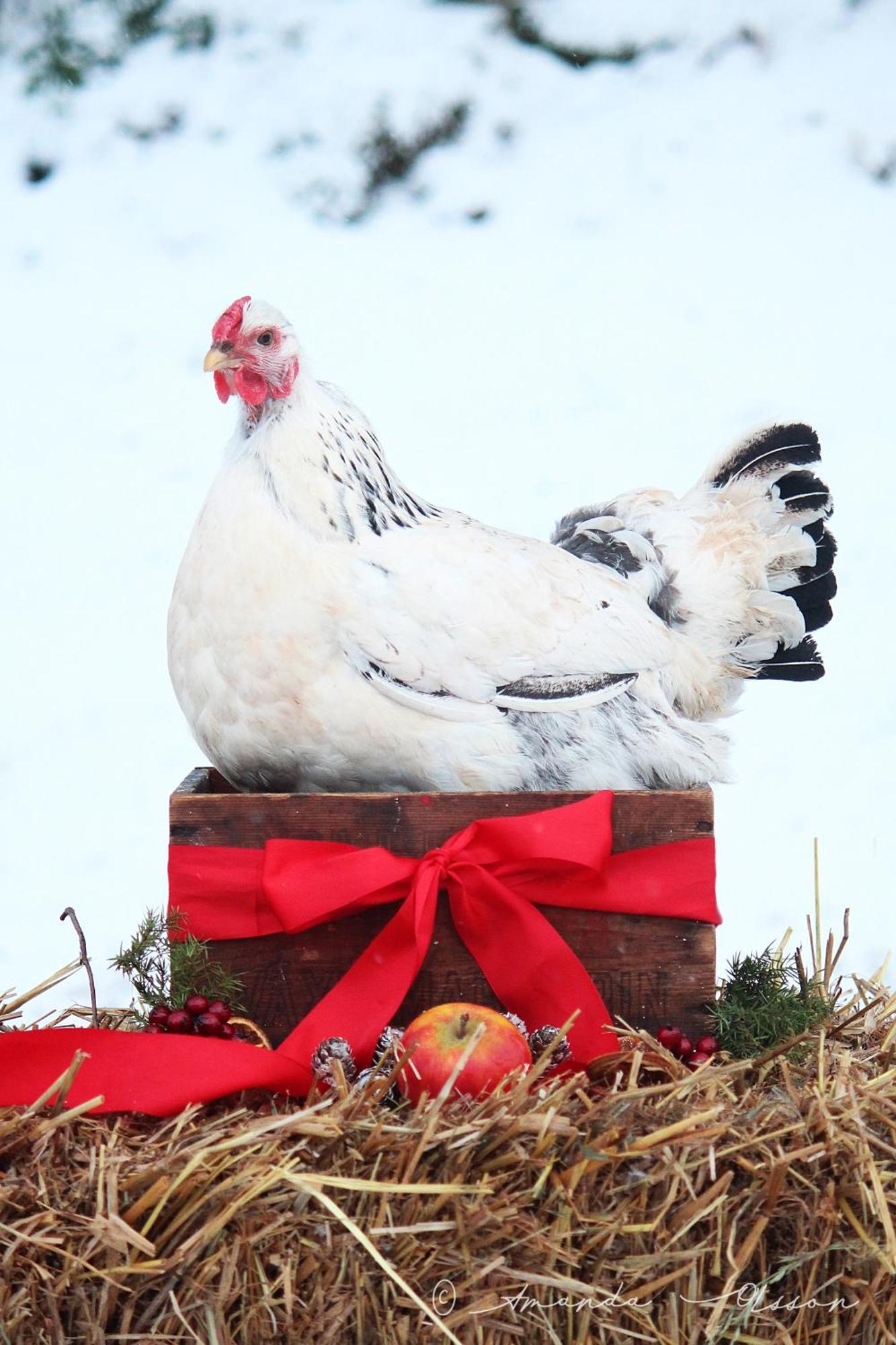 Toric Farmlodge 브라스타드 외부 사진