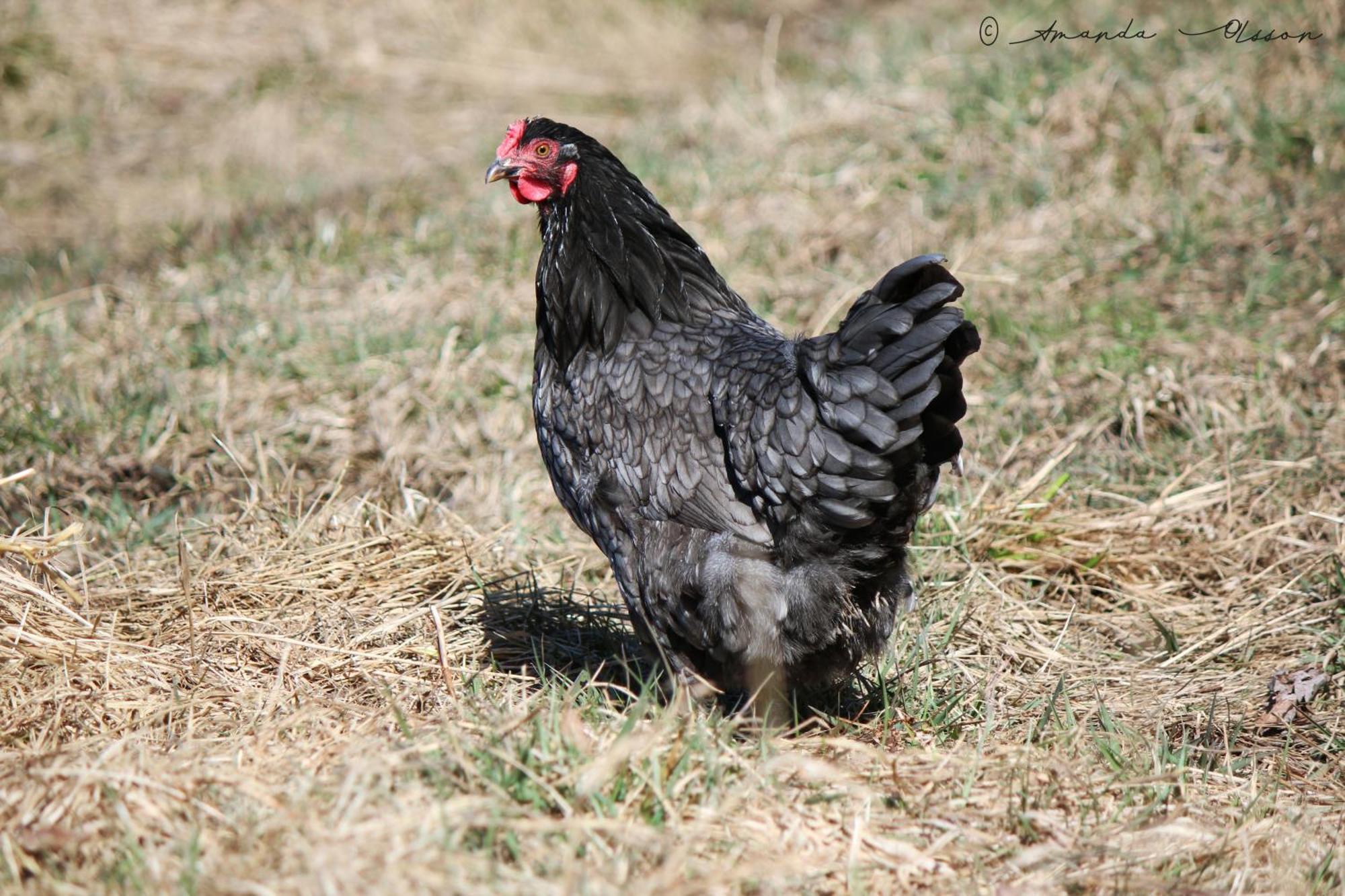 Toric Farmlodge 브라스타드 외부 사진